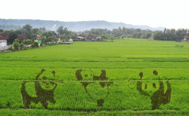 Sawah Kreasi, Sawah Ala Tanbo Art Di Jogja Yang Tak Kalah Keren Dari Jepang