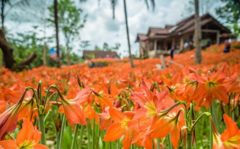 Taman Bunga Amarilis
