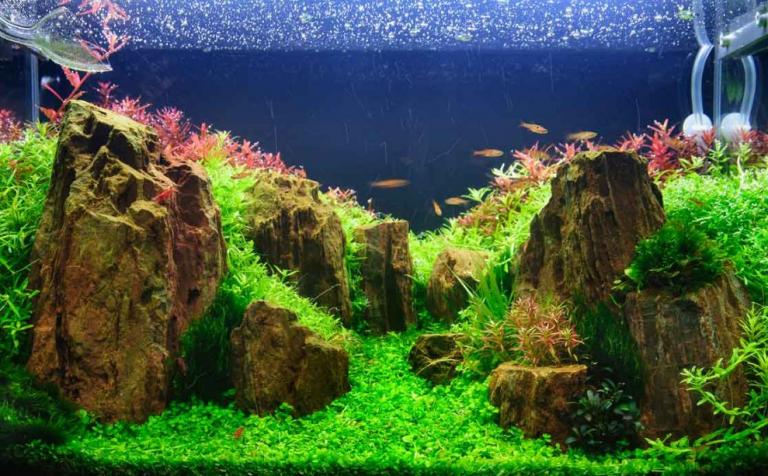 4 Rekomendasi Jasa Aquascape di Jogja