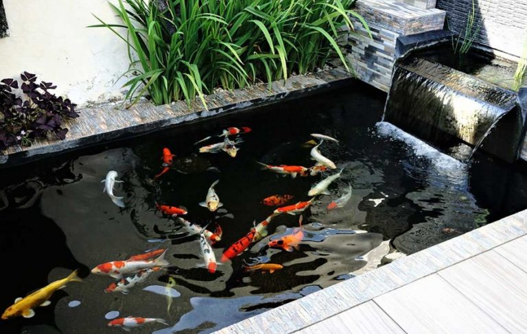 Rekomendasi Jasa Pembuatan Kolam Ikan di Jogja