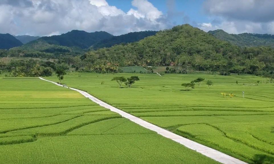 Persawahan Nanggulan Kulonprogo