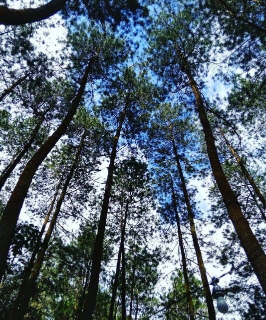 Hutan Pinus Nglinggo