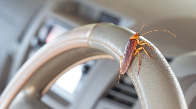 Rekomendasi Jasa Pembasmi Serangga Kecoa di Mobil Jogja