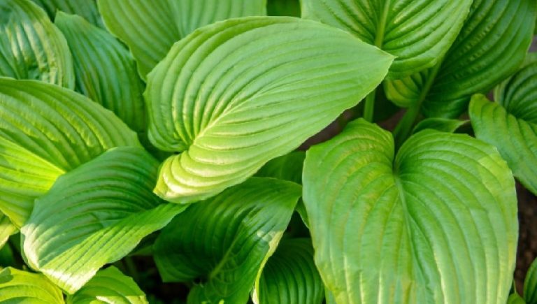 Rekomendasi Tempat Jual Herbal Kanker di Jogja