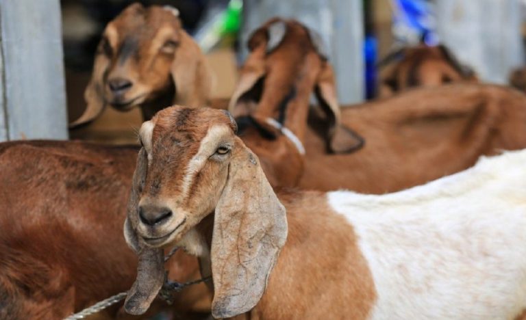 Rekomendasi Tempat Jual Kambing di Jogja