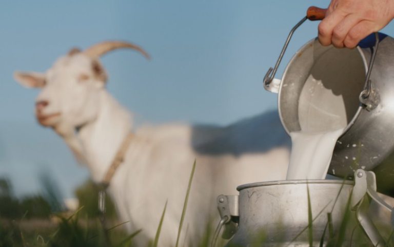 Rekomendasi Tempat Jual Susu Kambing di Jogja