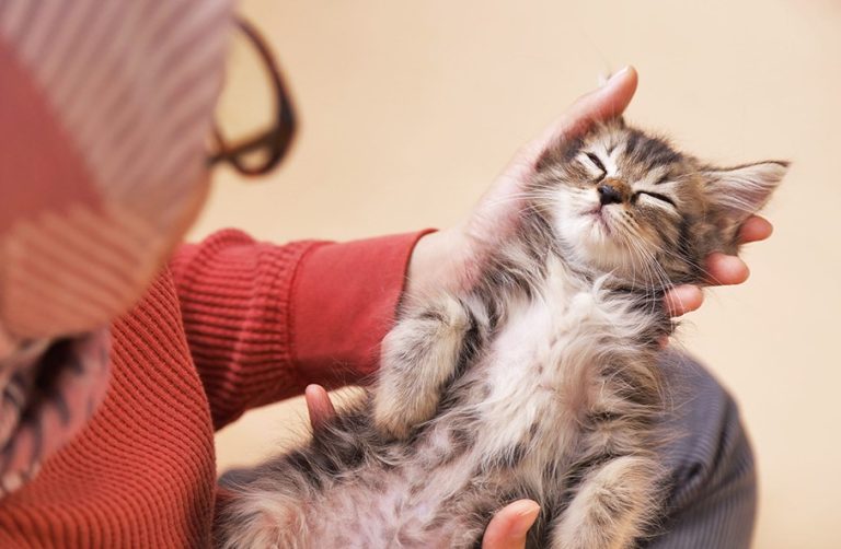 Rekomendasi Cat Sitter di Jogja