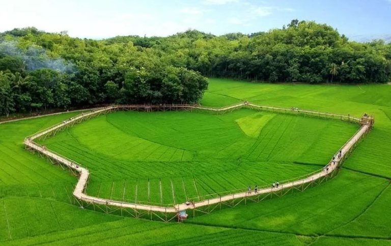 Rekomendasi Wisata Sawah di Jogja