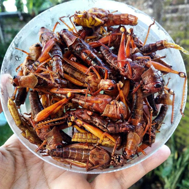 Belalang goreng, salah satu rekomendasi camilan khas Jogja. Foto: instagram @voilajogja