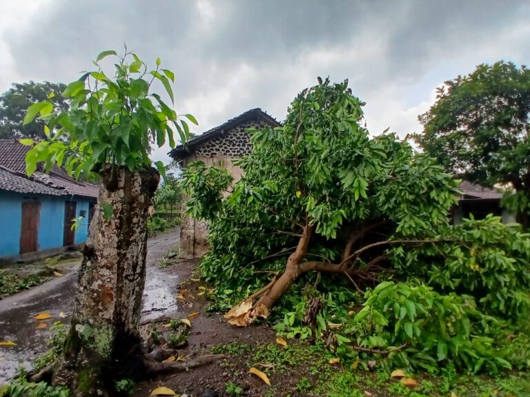 Viral Hujan Lebat di Sleman, Puluhan Pohon-Tiang Listrik Tumbang Timpa Rumah dan Tutup Jalan