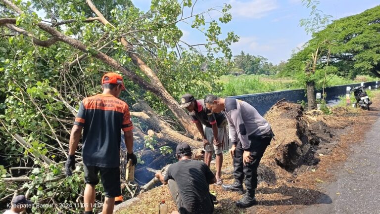 Dua Pohon Besar Ambruk Gara-gara Hujan Angin di Bantul, Polisi: Untung Tidak Melintang di Jalan Raya