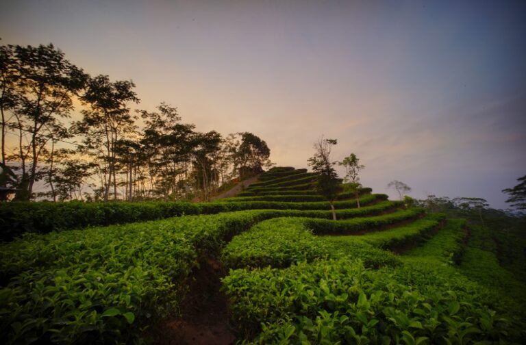 Keindahan Wisata Kebun Teh Nglinggo di Jogja, Surga Tersembunyi di Perbukitan Kulon Progo, sumber jogjakita.co.id