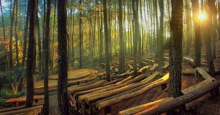 Keindahan Hutan Pinus Mangunan Jogja, Foto Visiting Jogja