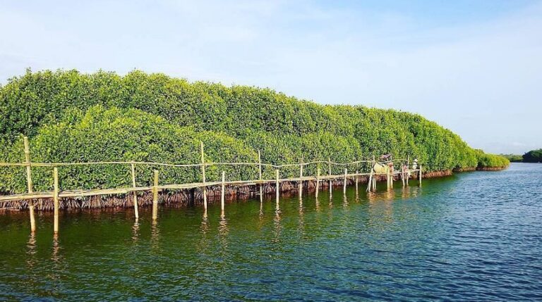 Hutan Mangrove Kulon Progo, Foto Visiting Jogja