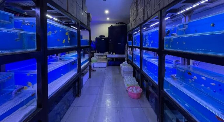 Toko Ikan Hias di Jogja - Aquatrend koleksi lengkap
